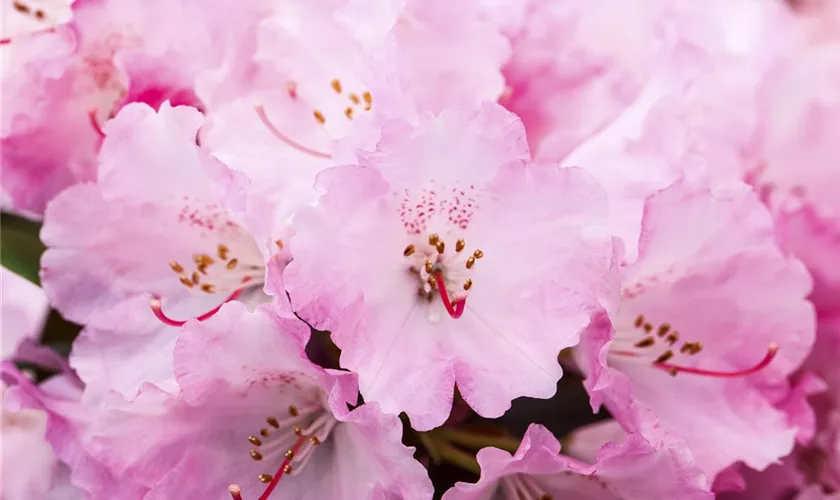 Yaku-Rhododendron 'Heinje´s Zauberflöte'