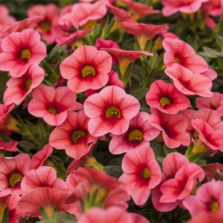 Calibrachoa 'Celebration® Strawberry'