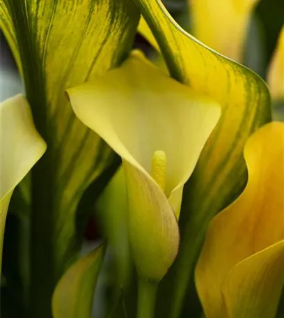 Frostempfindliche Schönheit: Calla überwintern