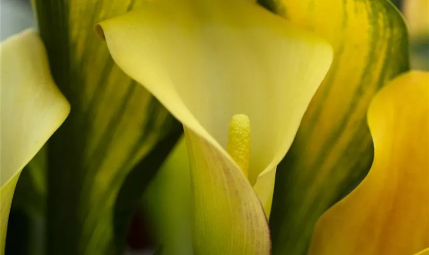 Zantedeschia 'Jack O´Lantern'