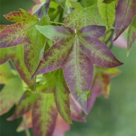 Amberbaum 'Oktoberglut'