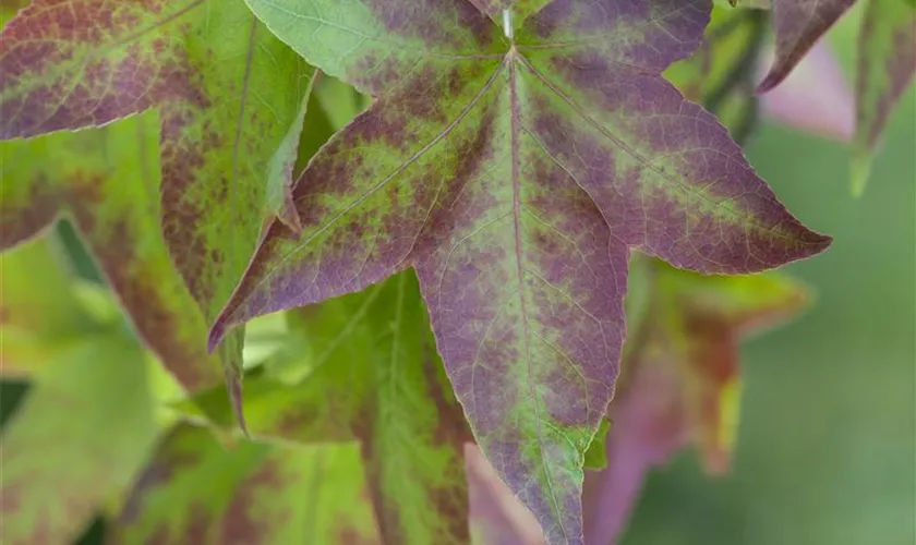 Liquidambar styraciflua 'Oktoberglut'