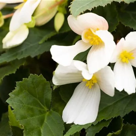 Begonia boliviensis 'Mistral'®