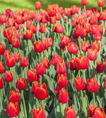 Triumph-Tulpen pflanzen – Farbenspiel im Blumenbeet