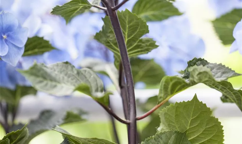 Hydrangea 'Black Steel'®