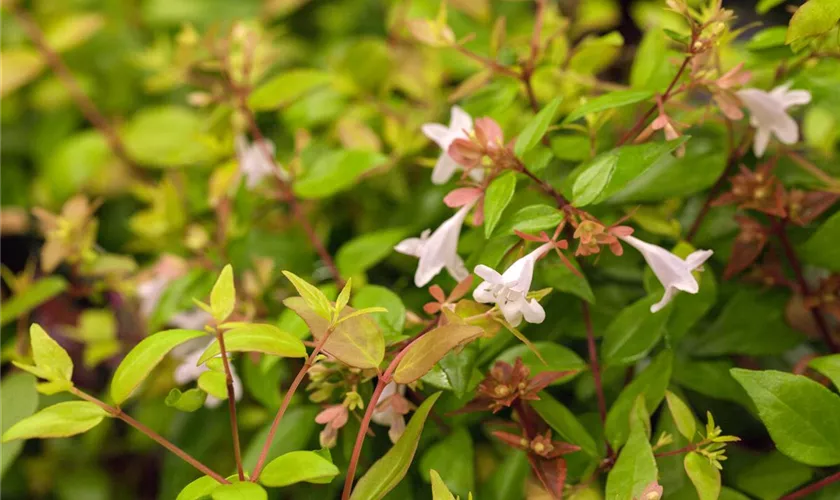 Abelia grandiflora