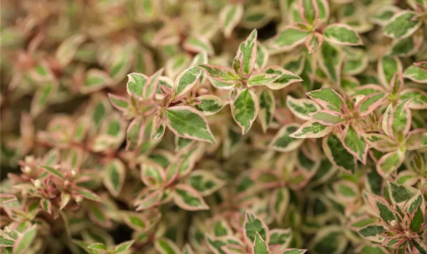 Abelia grandiflora 'Sunshine Daydream'