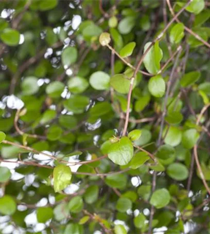 Mühlenbeckia - eine Zierde für drinnen und draußen