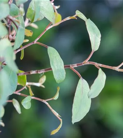 Mühlenbeckia - eine Zierde für drinnen und draußen