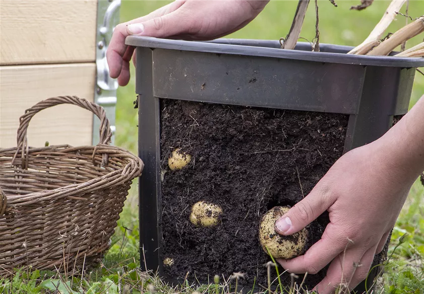 Mit unserem Potato Pot zum Profi-Gärtner werden