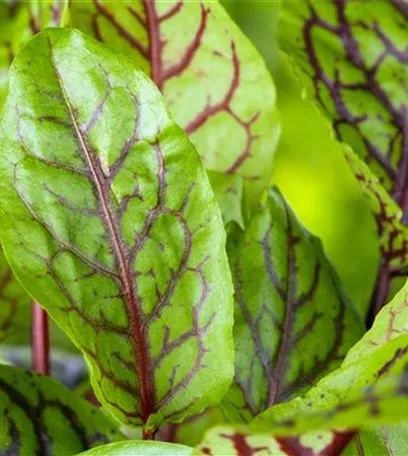 Mit frischen Kräutern in den Frühling starten