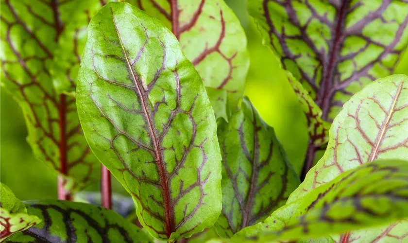 Rumex acetosa