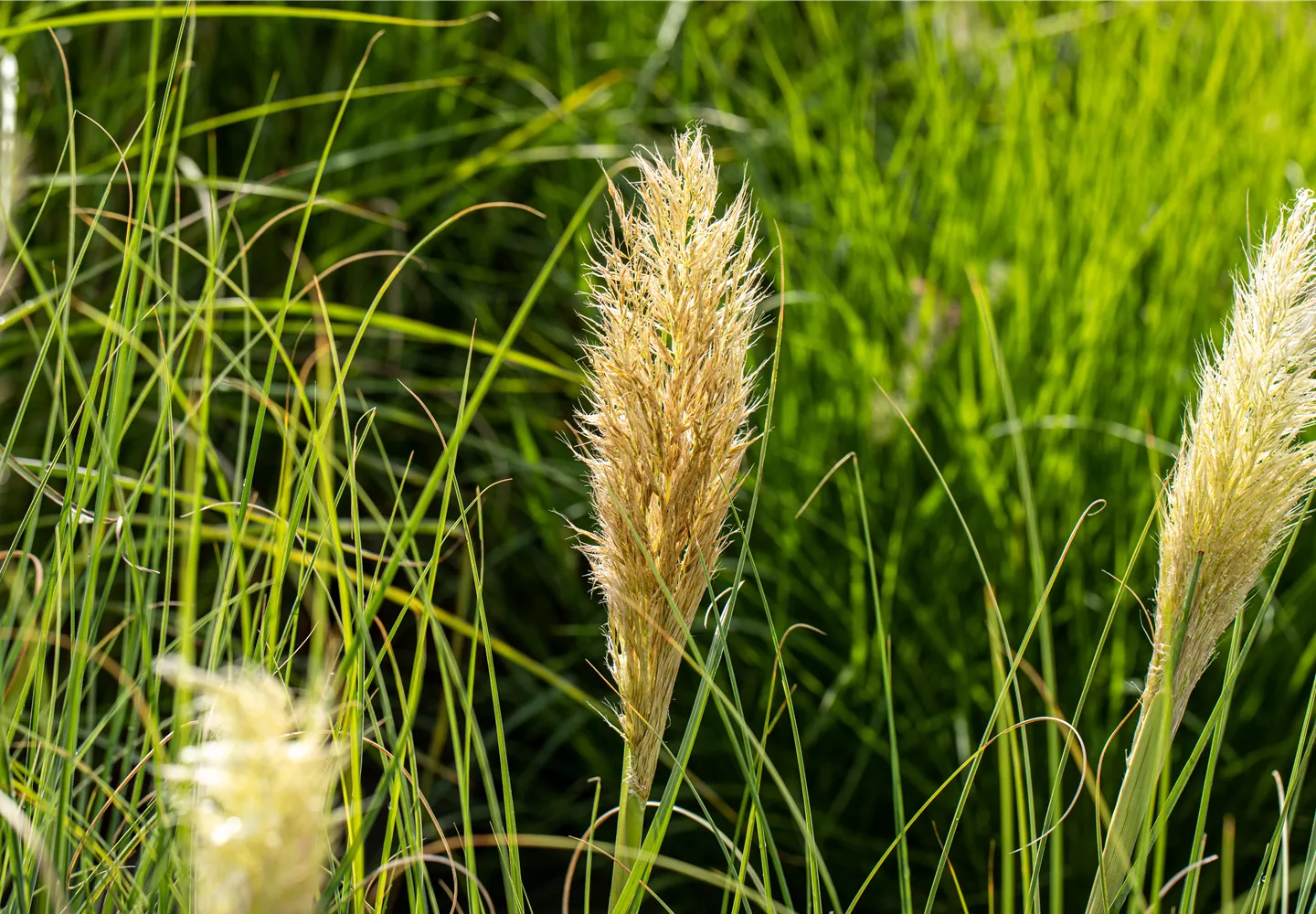 Cortaderia (GS675234.jpg)