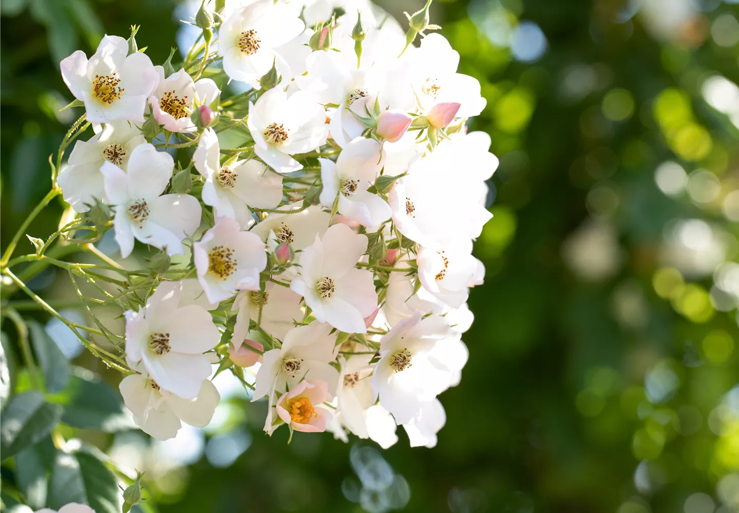 Kletterrose in Nahaufnahme