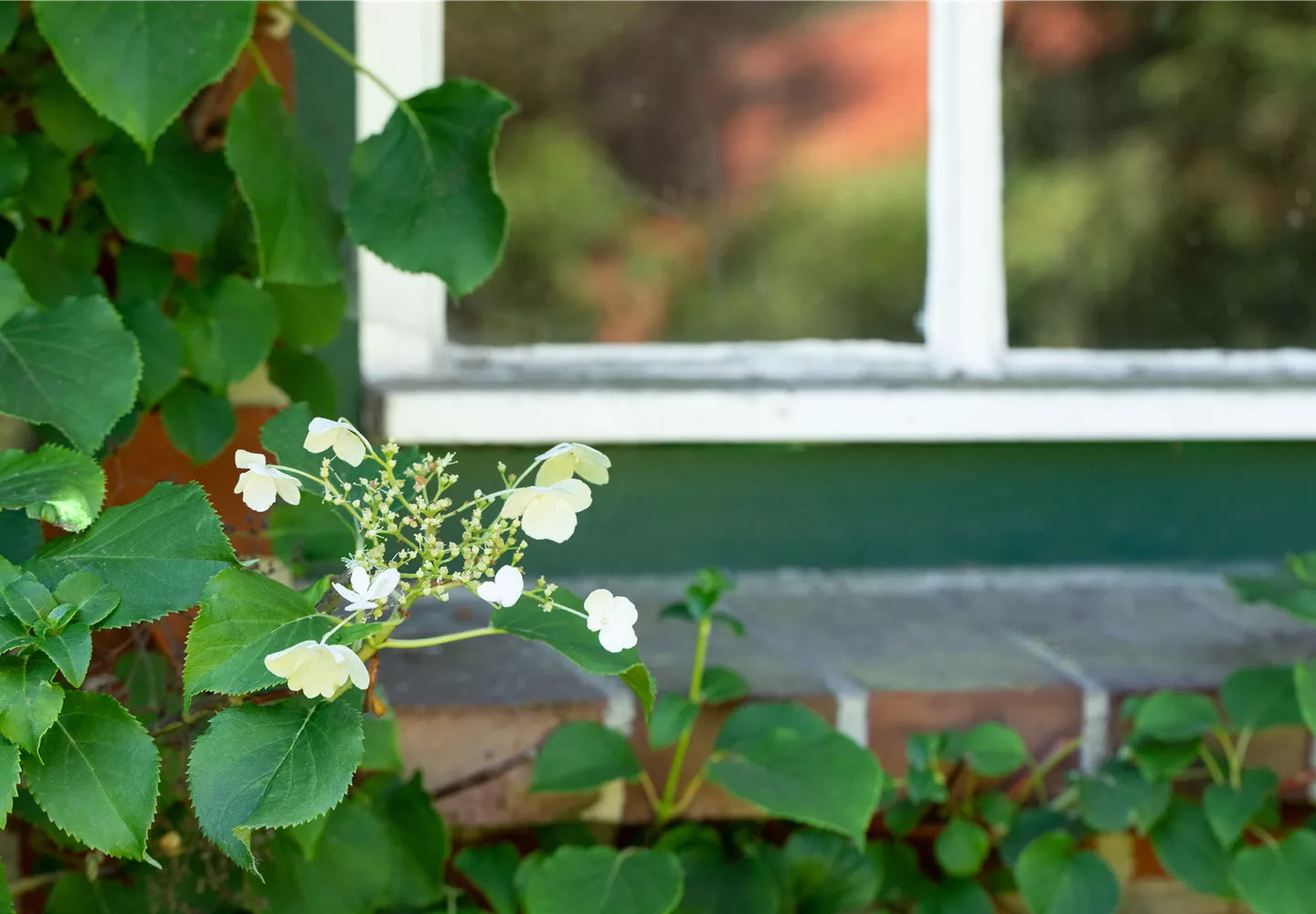 Kletterhortensie an Fensterbank