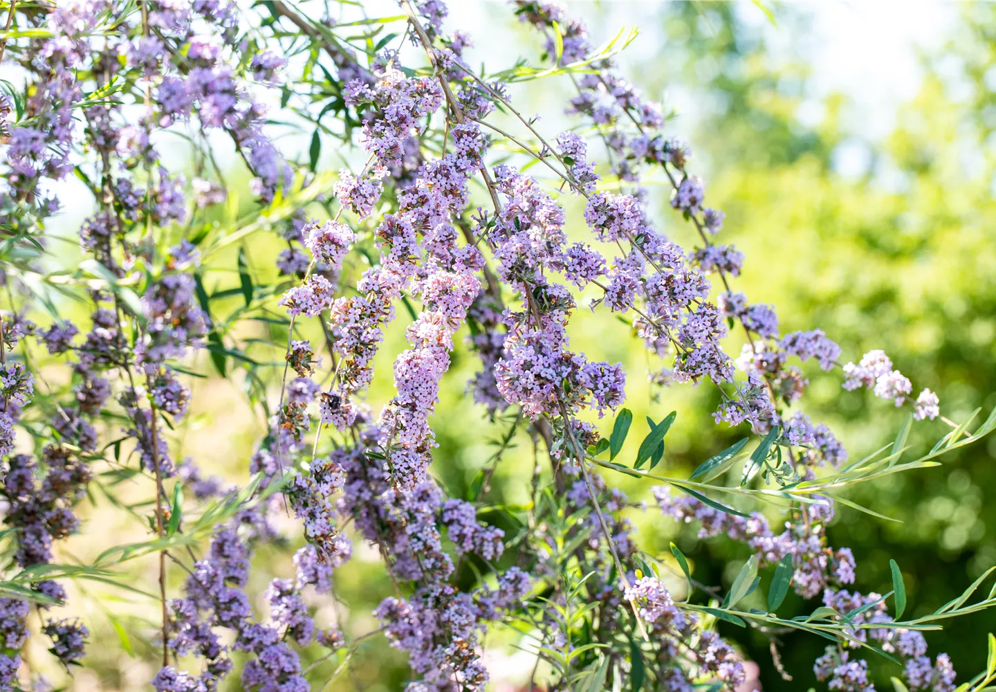 Sommerflieder im Garten