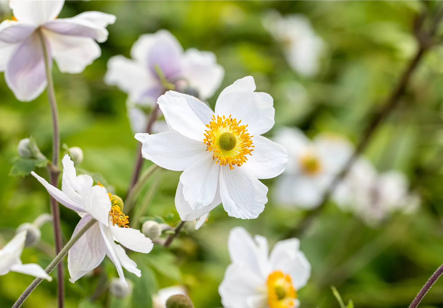 Anemone japonica 'Wild Swan'