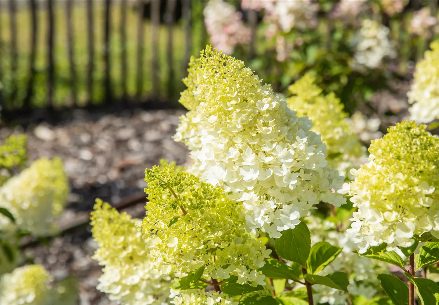 Rispenhortensie im Garten