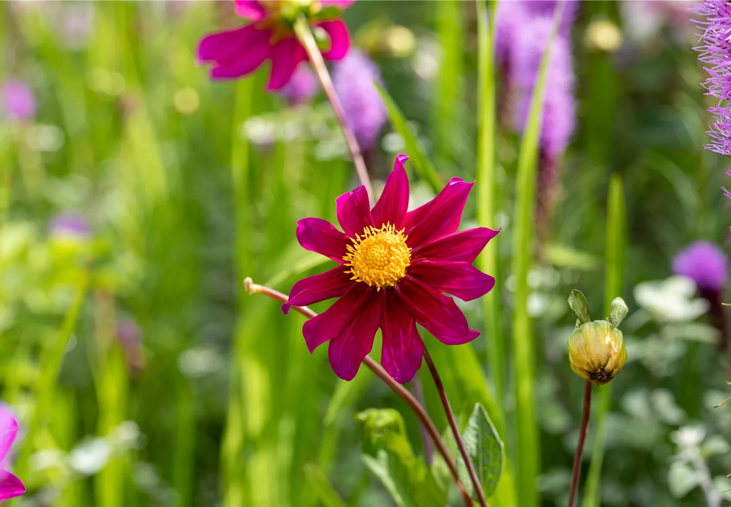 Dahlia Einfach blühend, karminrot