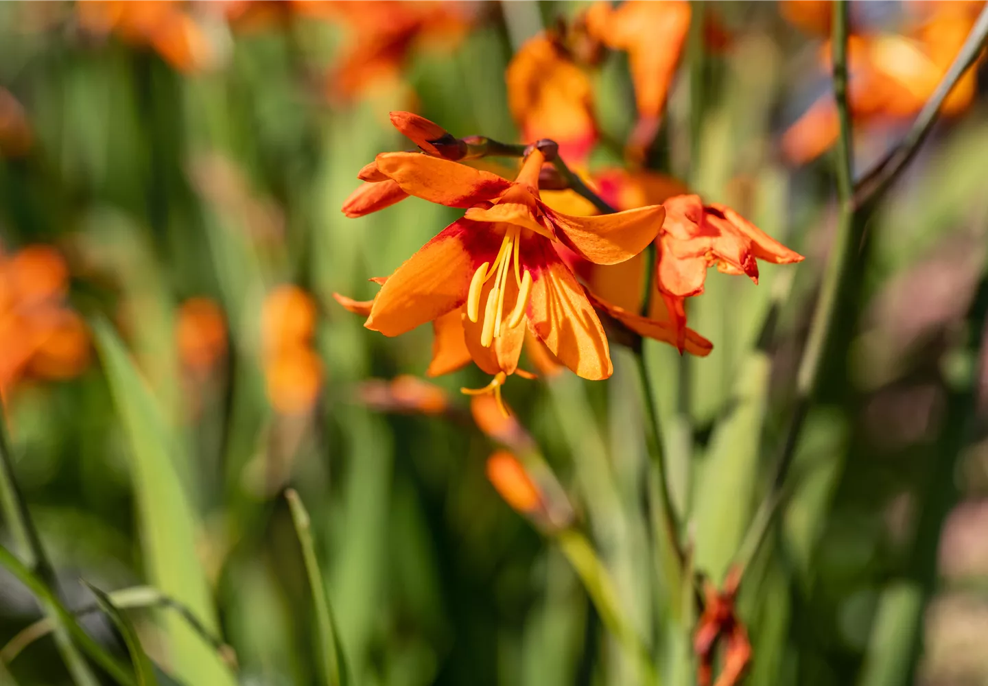 Crocosmia x crocosmiiflora 'Emily McKenzie'