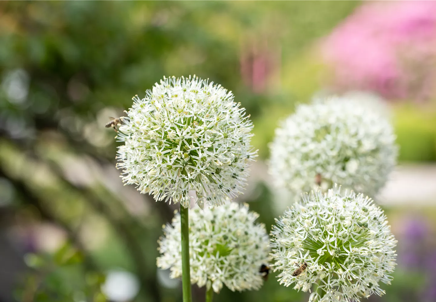 Allium stipitatum 'Mount Everest'