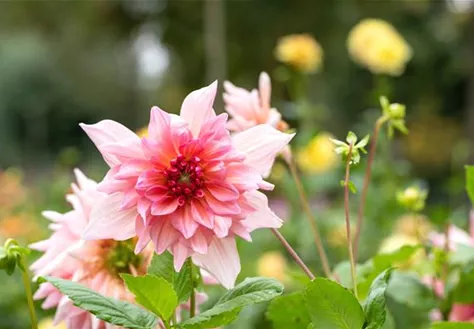 Dahlia 'Otto`s Thrill'