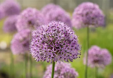 Allium aflatunense 'Gladiator'