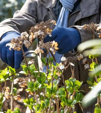 Alte Blütenstände machen Platz für neue Blüten