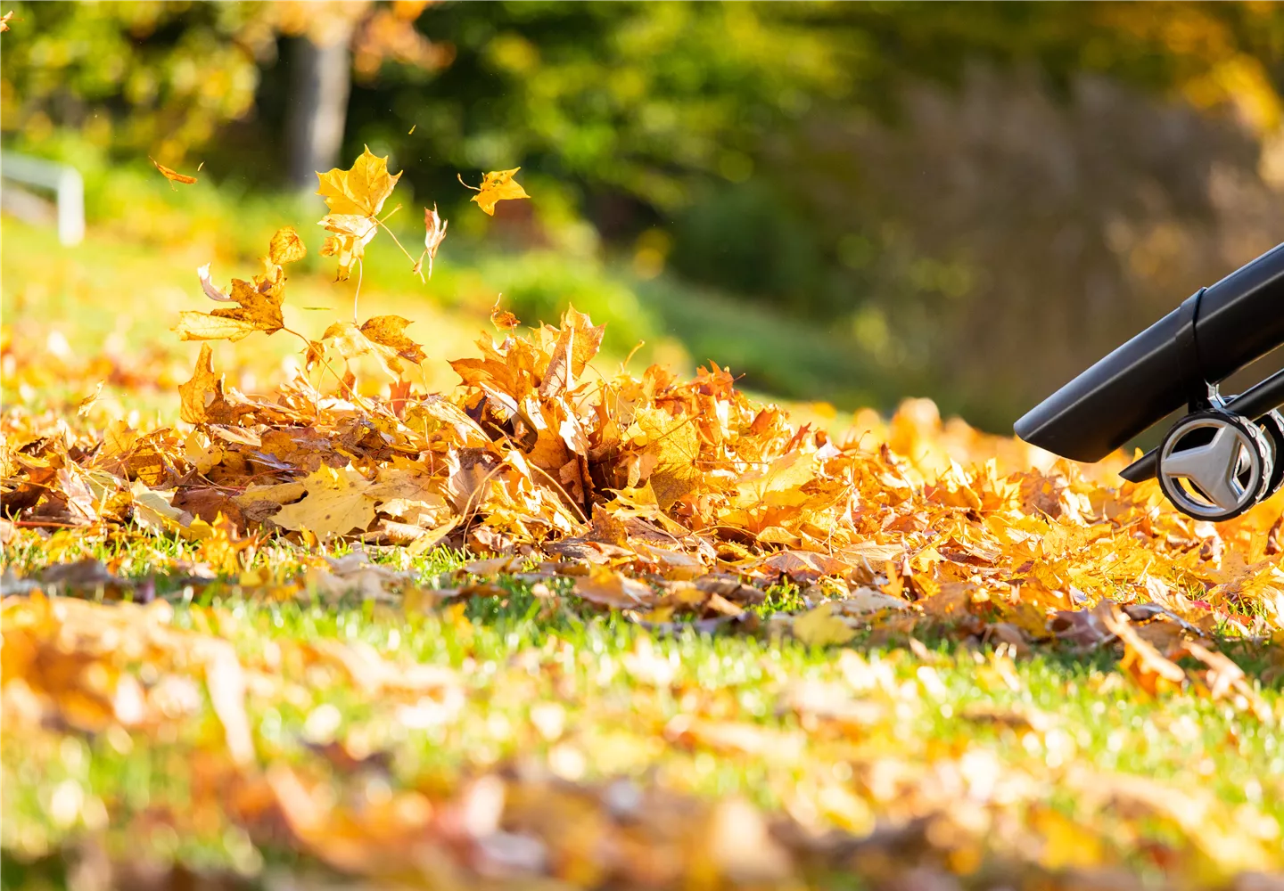 Laubbläser mit Herbstlaub