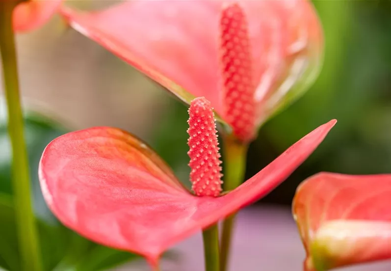 Anthurium x andreanum, rosa