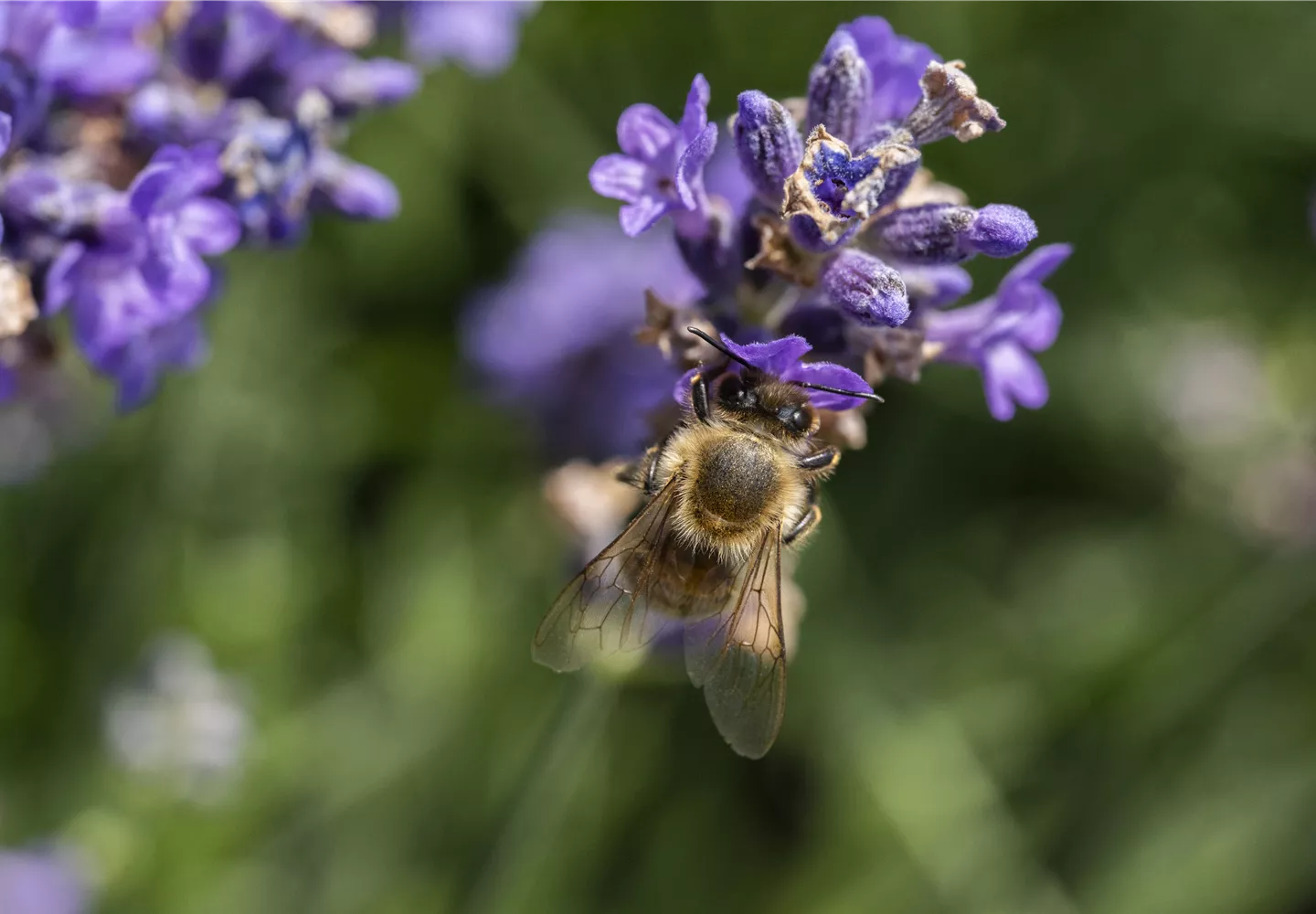 Biene an Blüte