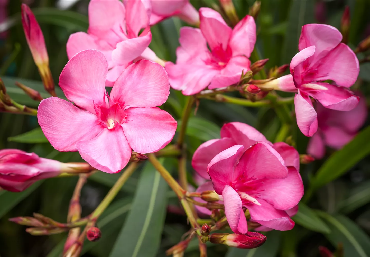 Oleander in Nahaufnahme