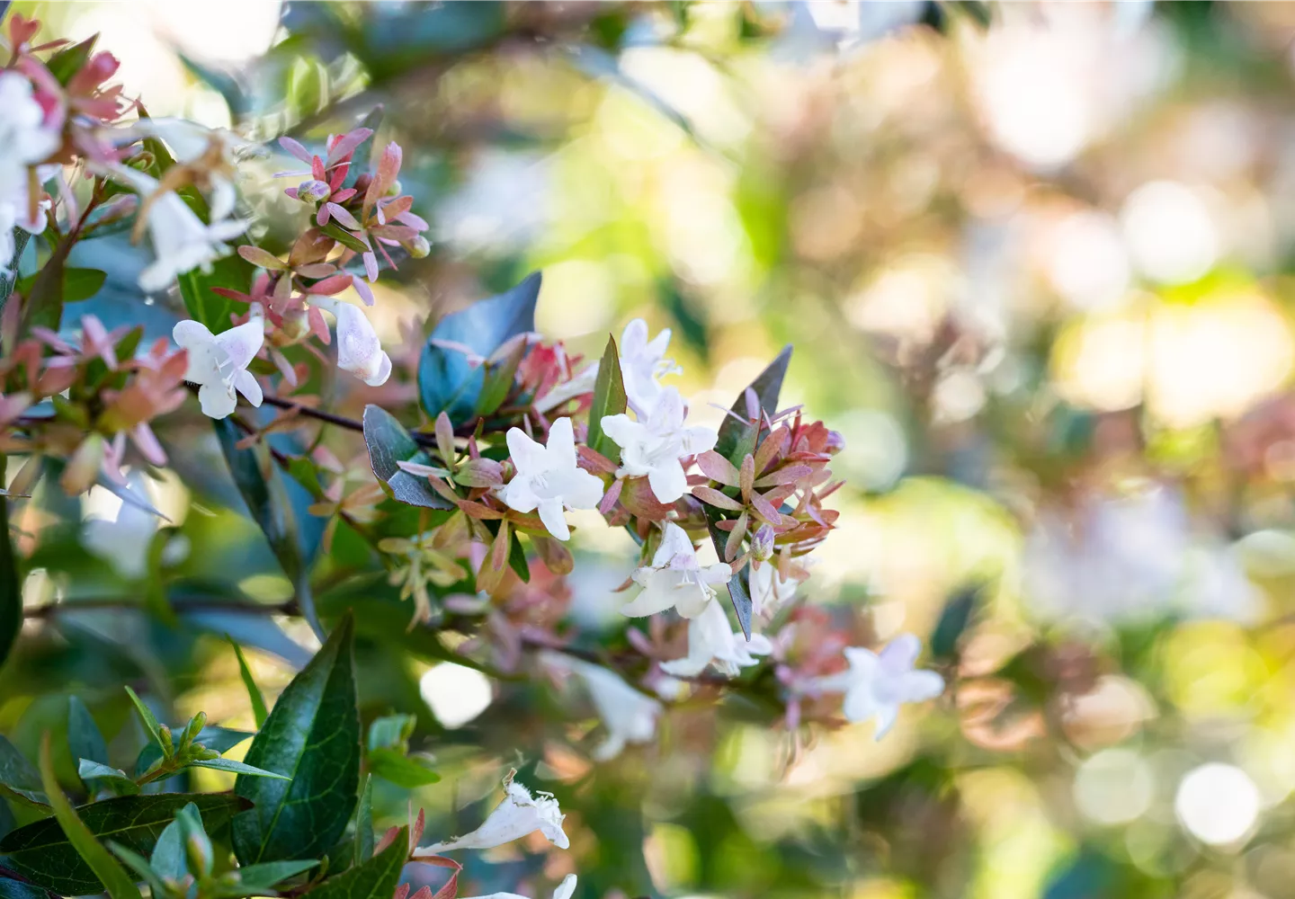 Chinesische Abelie im Garten