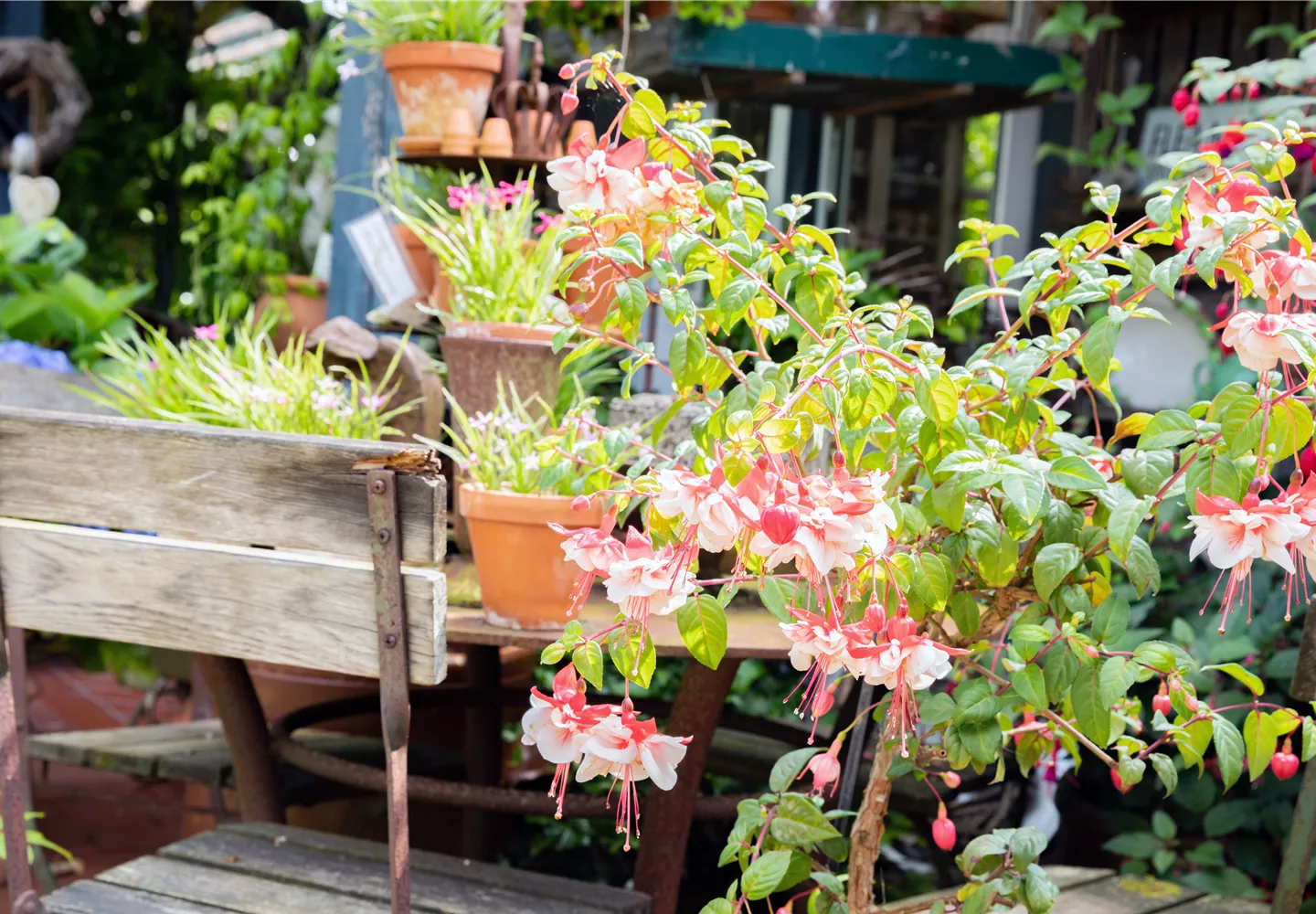 Gartenimpression mit einer Fuchsie