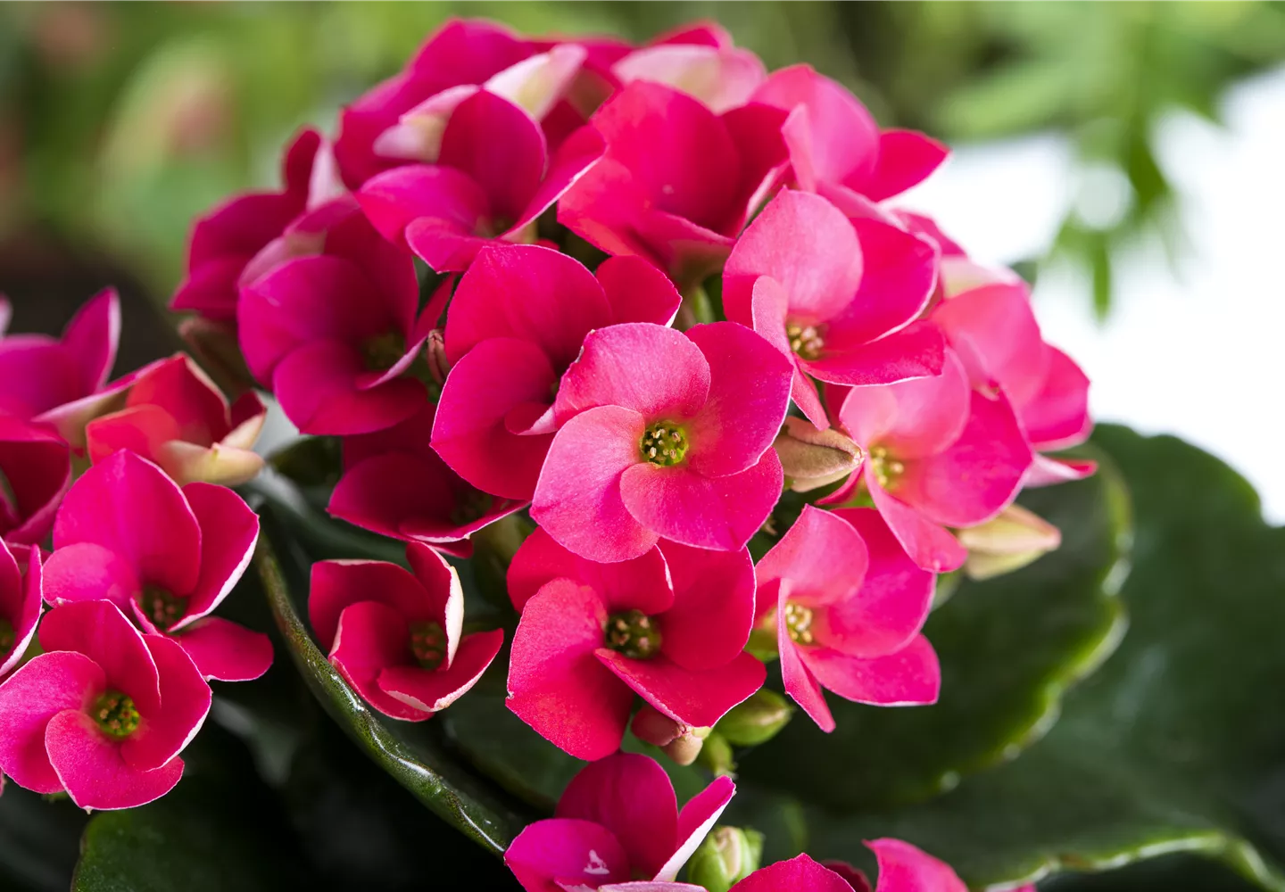 Kalanchoe blossfeldiana, pink