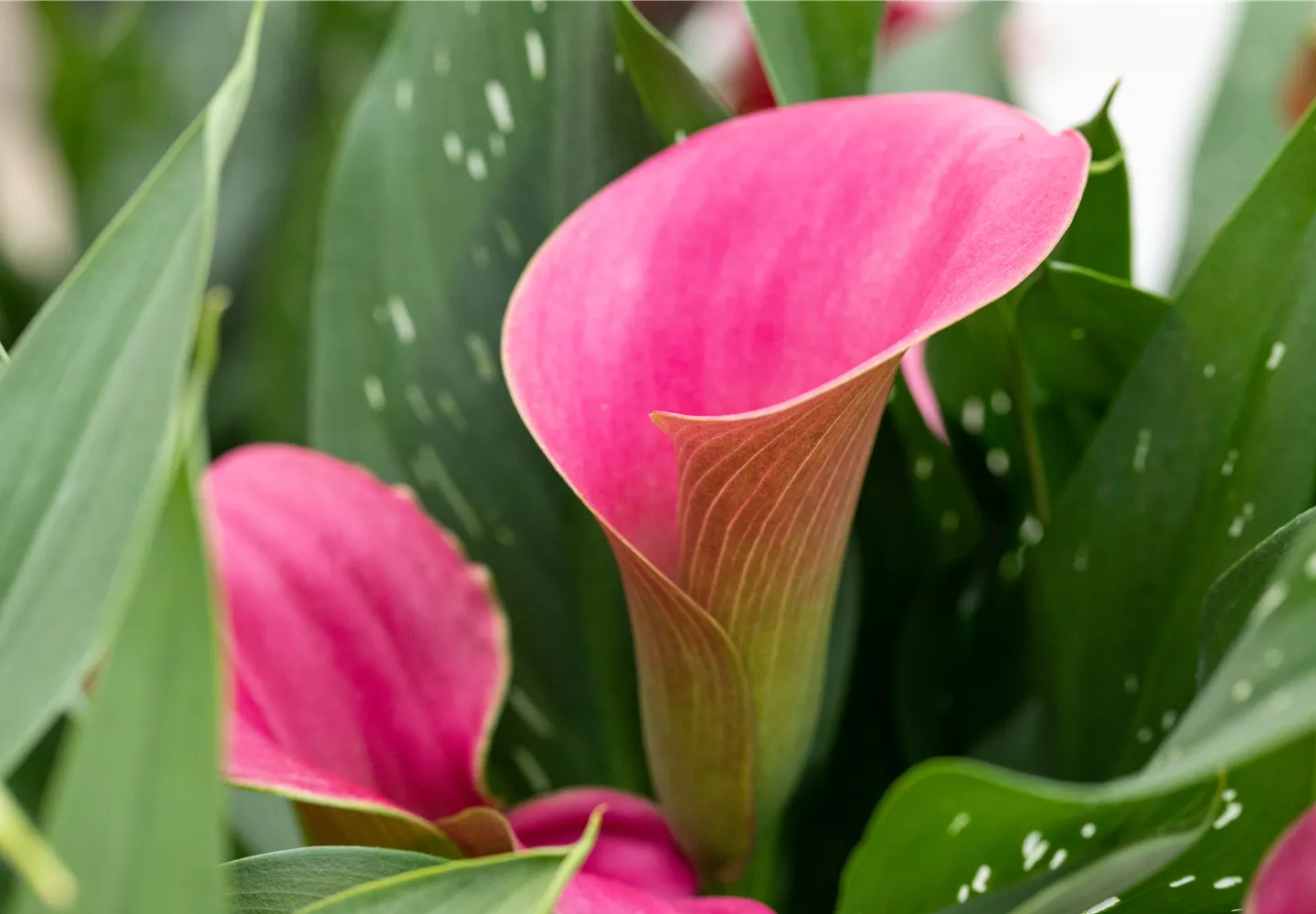 Zantedeschia aethiopica, pink