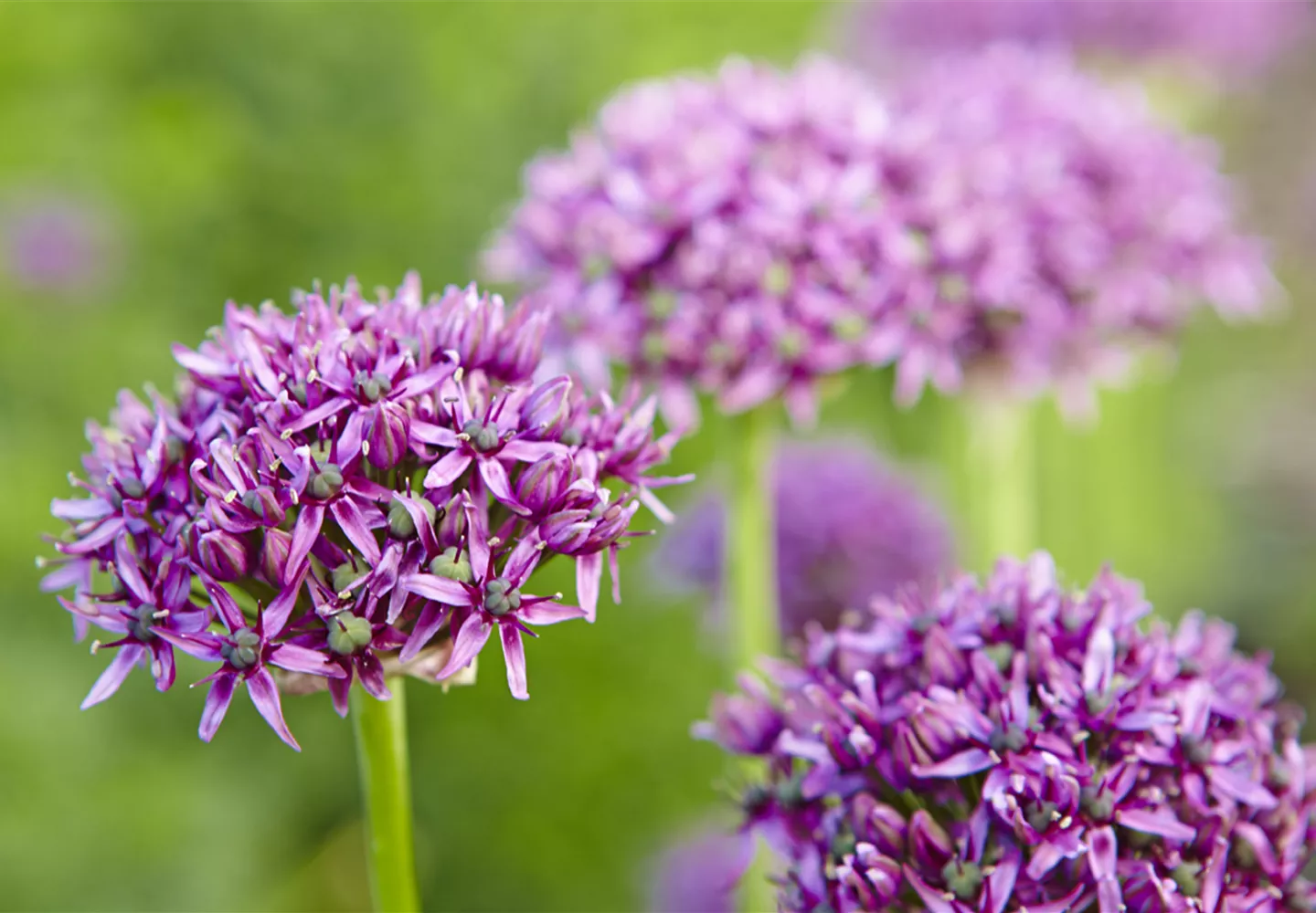 Zierlauch im Garten