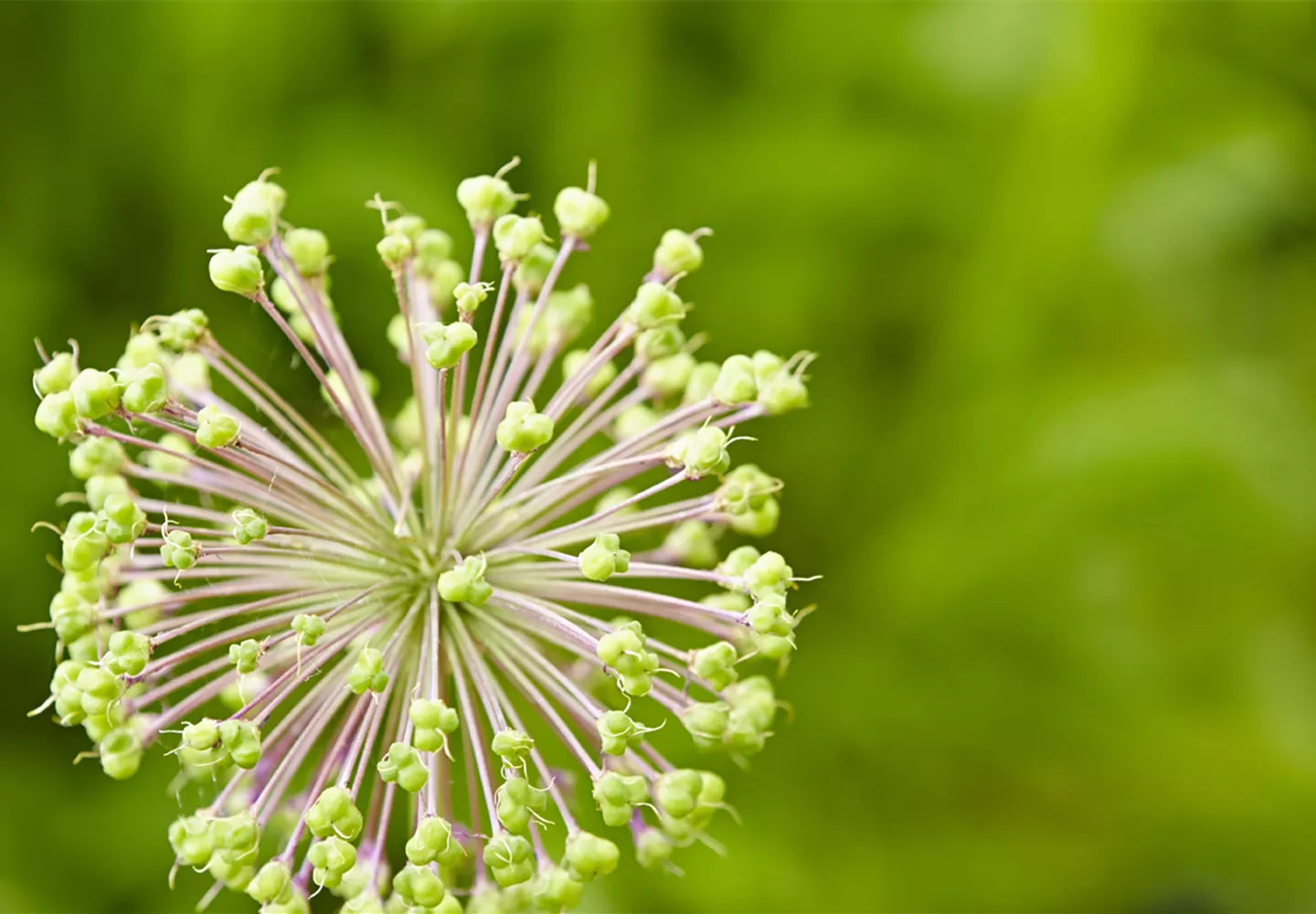 Mit den richtigen Stauden wird der Garten schön