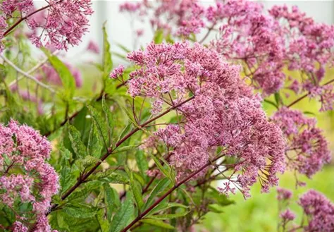 Eupatorium fistulosum