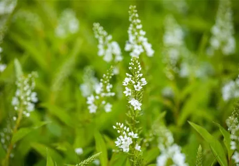 Lysimachia clethroides 'Snow Candle'