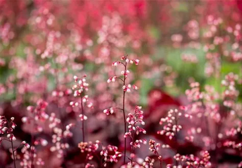 Heuchera micrantha 'Fire Chief'