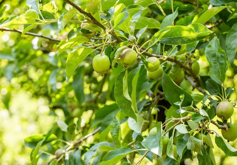 Reifende Äpfel am Baum