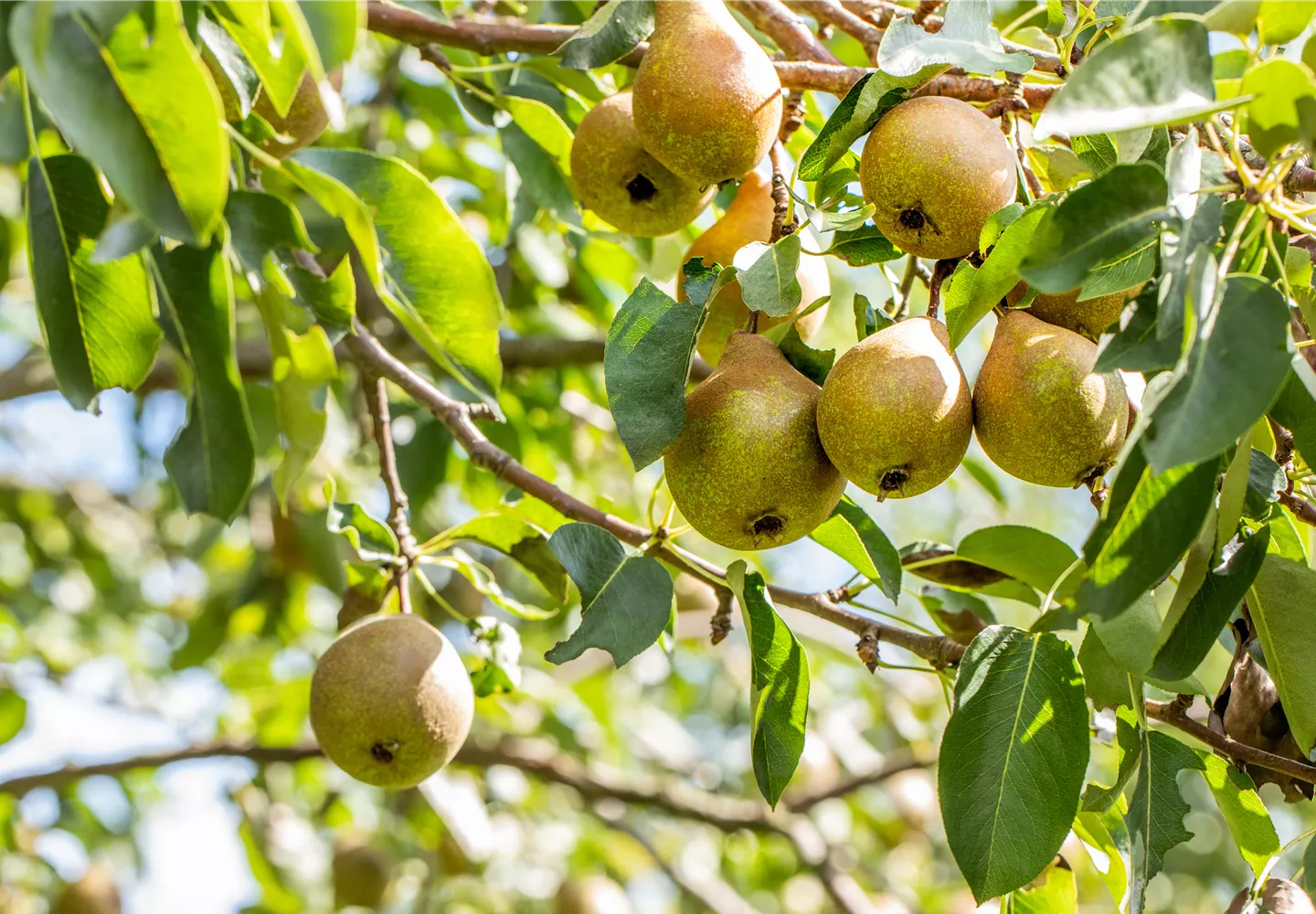 Reife Birne am Baum