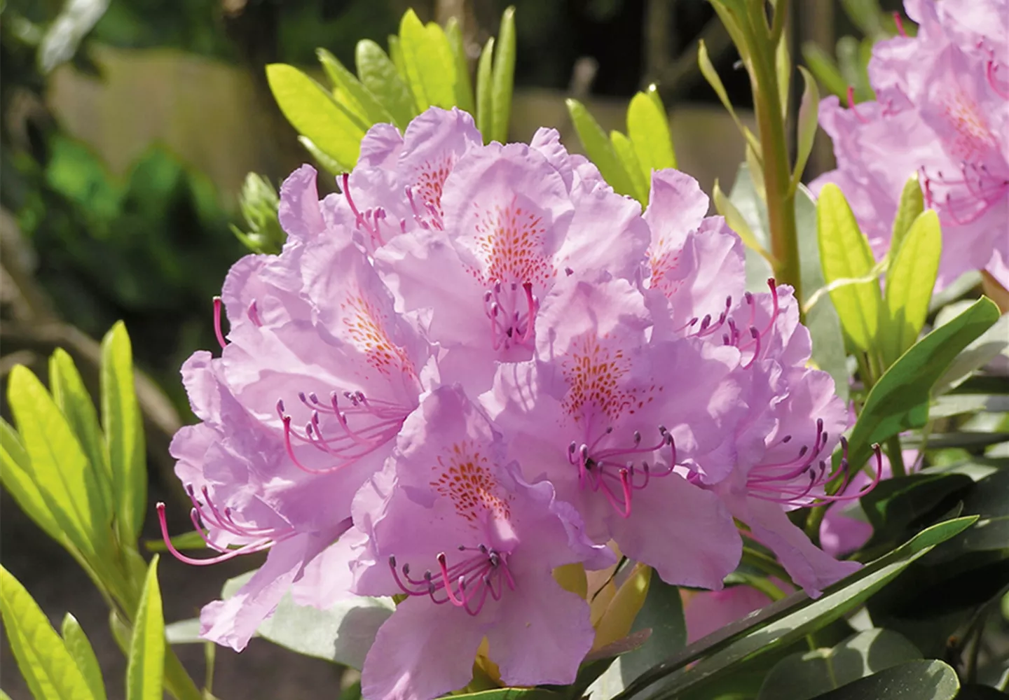 Rosafarbene Rhododendronblüte in Nahaufnahme