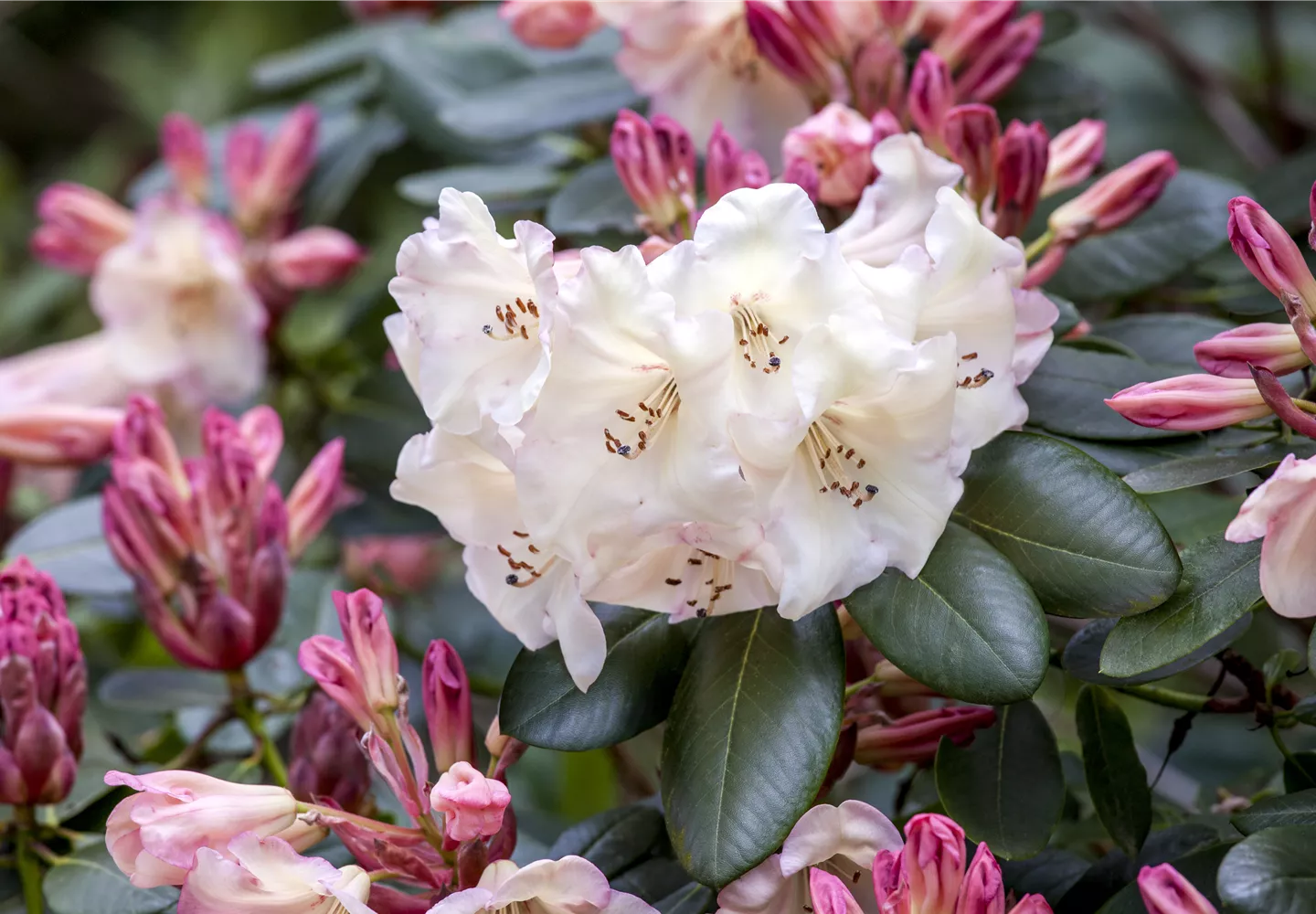 Blüte eines Rhododendron