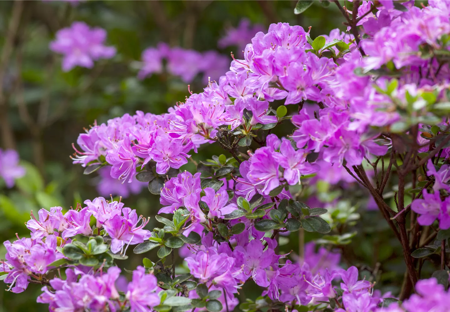 Rhododendron in Lila