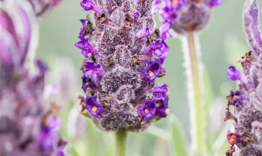 Lavandula stoechas 'Anouk'