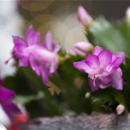 Schlumbergera bridgesii