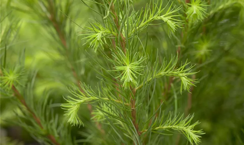 Larix decidua