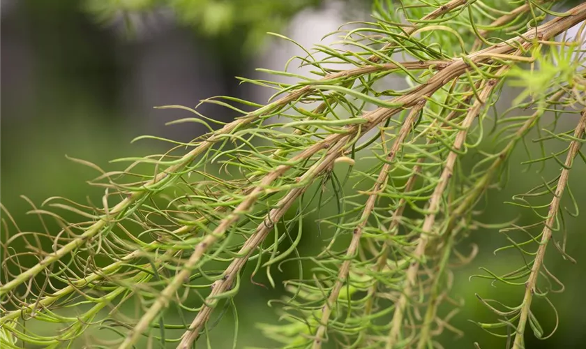 Larix decidua 'Puli'